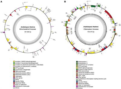 An Insight Into the Mechanism of Plant Organelle Genome Maintenance and Implications of Organelle Genome in Crop Improvement: An Update